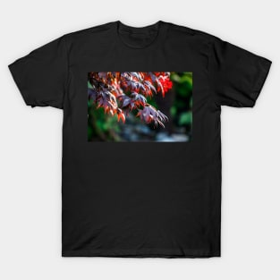 Red maple leaves T-Shirt